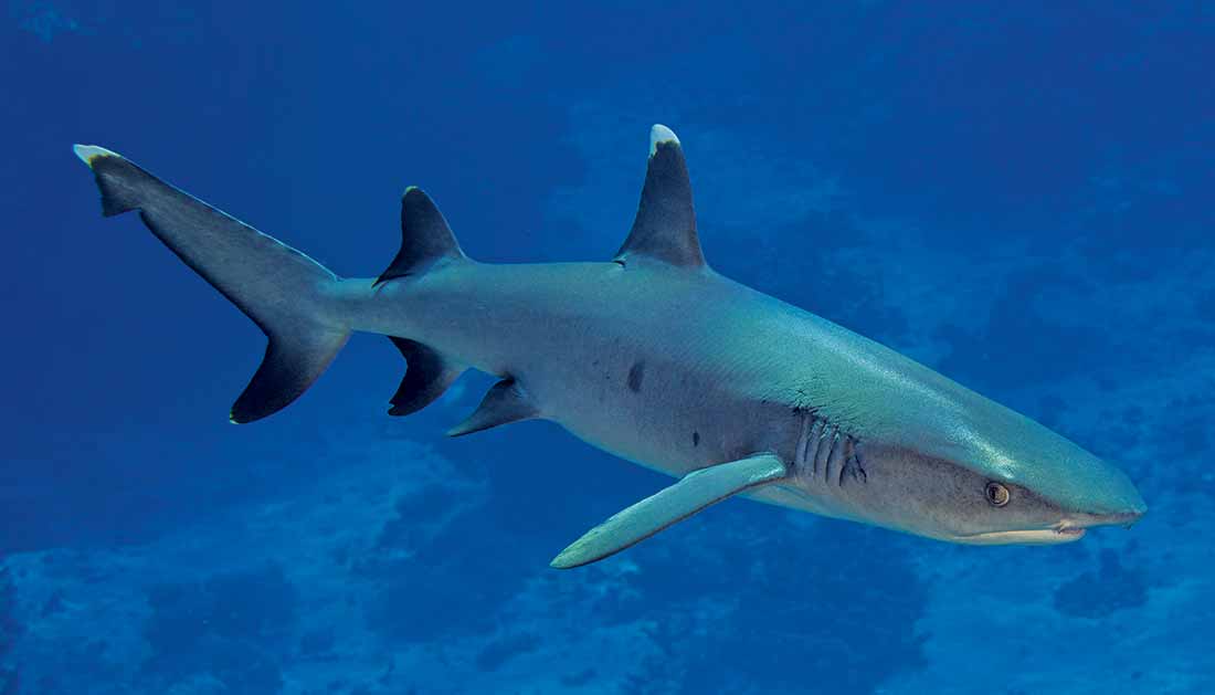 Underwater view of a whitetip reef shark.