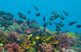 Underwater view of school of Parrotfish.