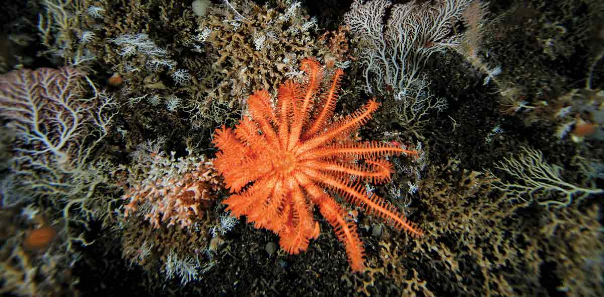 An orange seastar among deepwater corals.