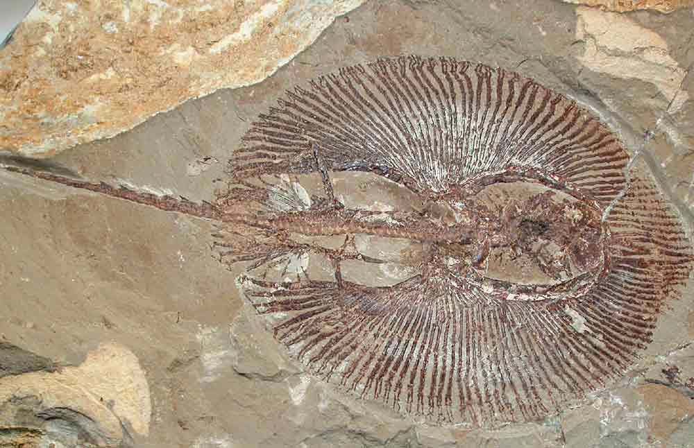 Fossil of an extinct ray.