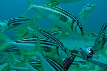 Underwater view of striped trumpeter.