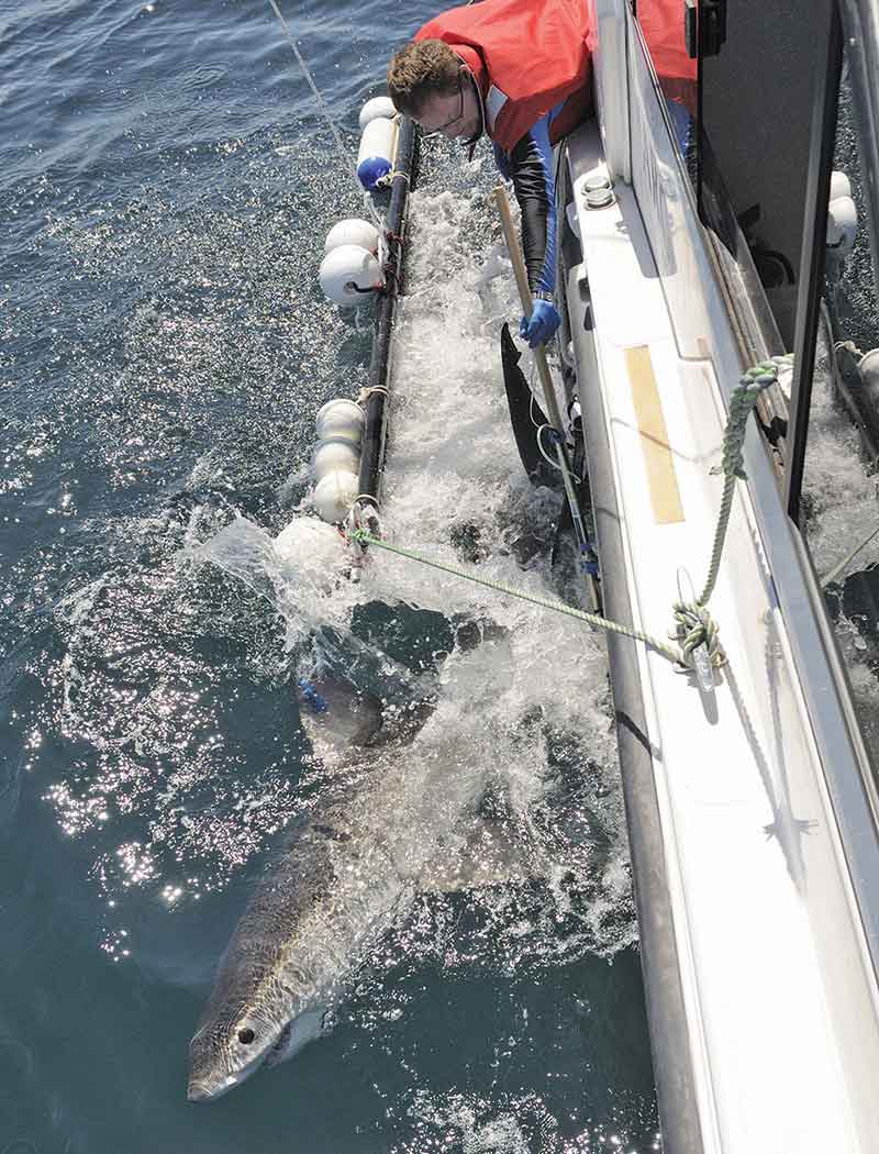 Shark tagging with a cradle along-side boat.