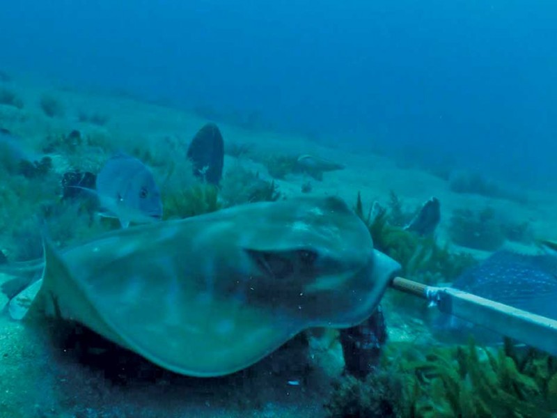 Eagle ray and snapper photographed as part of a survey.