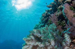 Underwater view of coral reef.