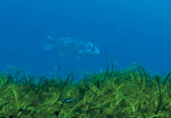 7-seagrass-habitat-700