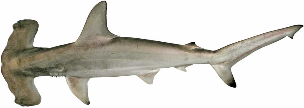 Scalloped hammerhead shark.
