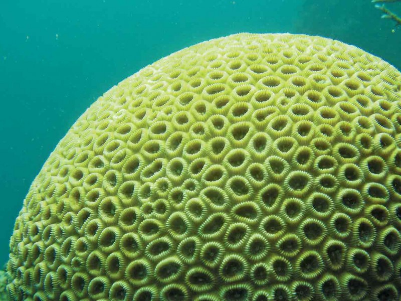 Round coral.