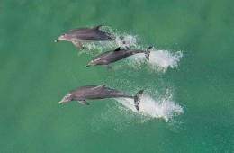 Dolphins swimming.