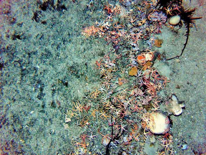 Seafloor relict reef.