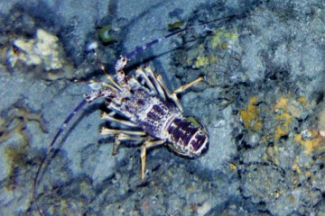 Large white rock lobster on sea floor.